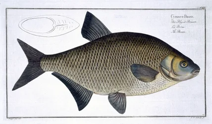 Bream (Cyprinus Brama) plate XIII from 